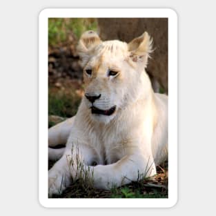 Adolescent Male White Lion Sticker